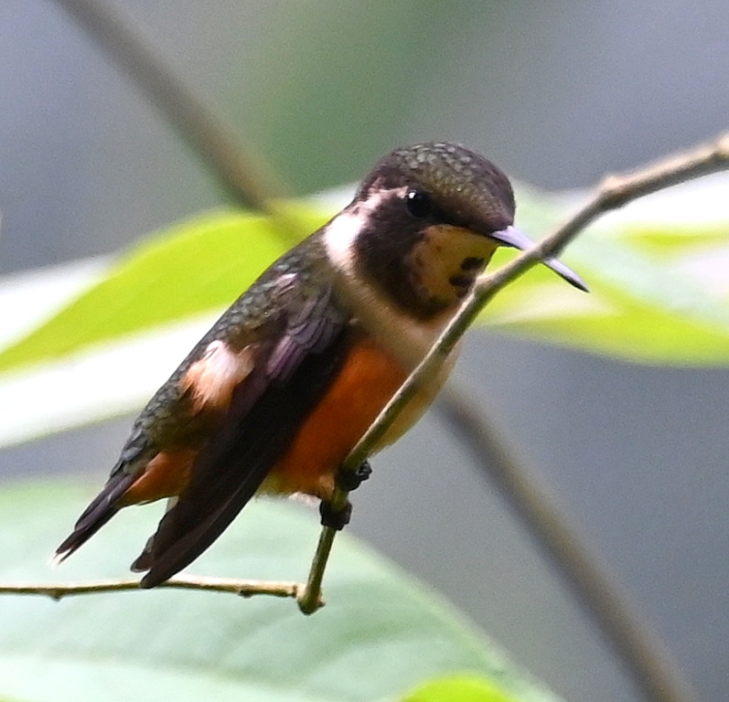 DSC_6178b.jpg
