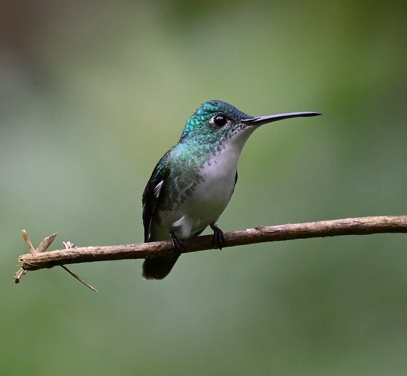DSC_6180b.jpg
