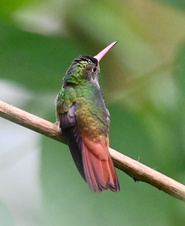 DSC_6220b.jpg