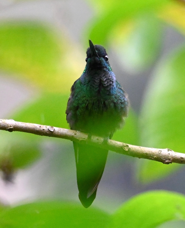 DSC_6232b.jpg