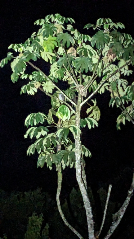 PXL_20240310_001723346b.jpg