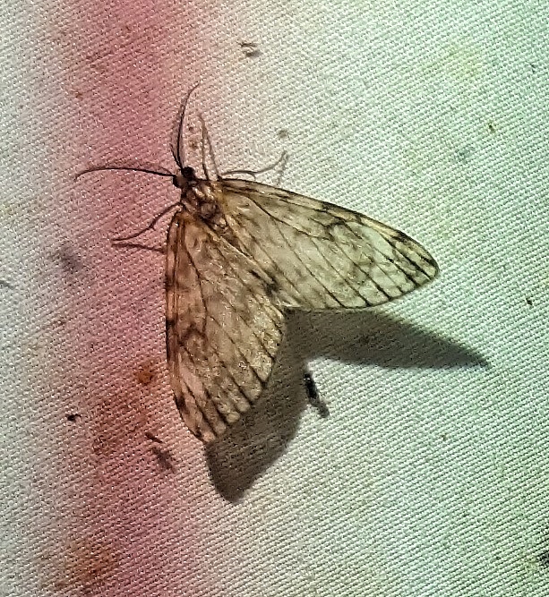 PXL_20240310_001948569b.jpg