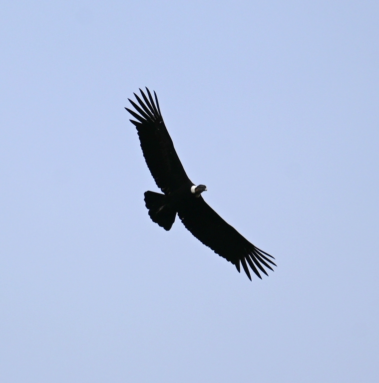 DSC_6268b.jpg
