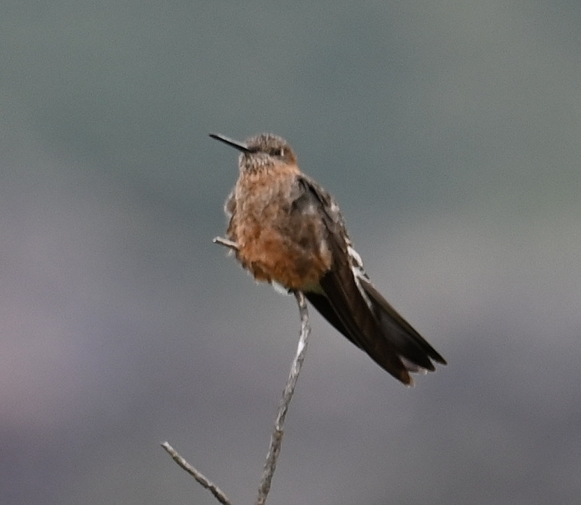 DSC_6396b.jpg