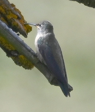 DSC_6542b.jpg