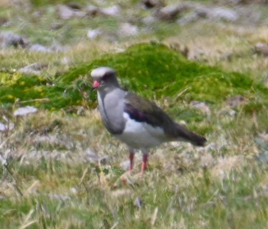 DSC_6602b.jpg