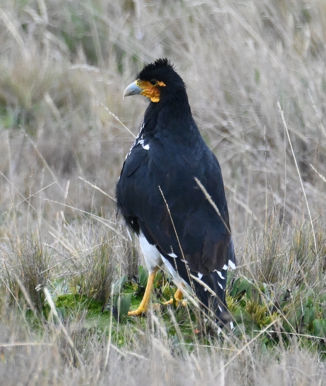 DSC_6667b.jpg