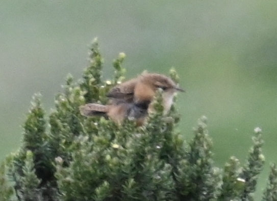 DSC_6730b.jpg
