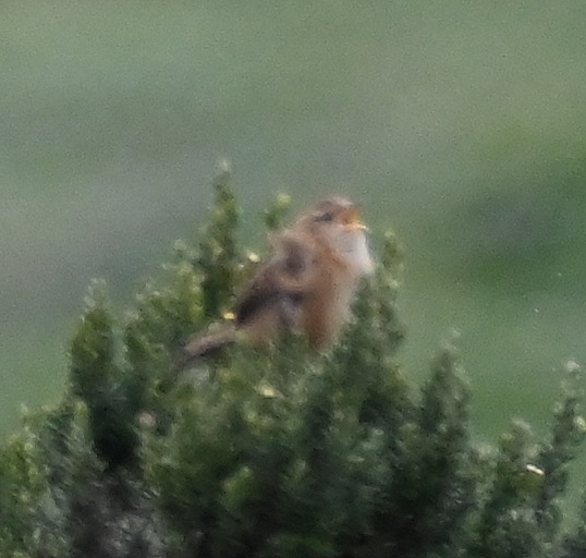 DSC_6736b.jpg