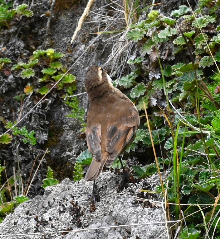 DSC_6801b.jpg