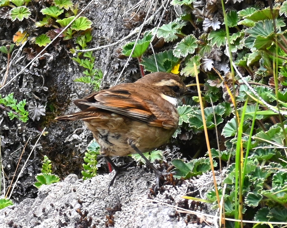 DSC_6802b.jpg