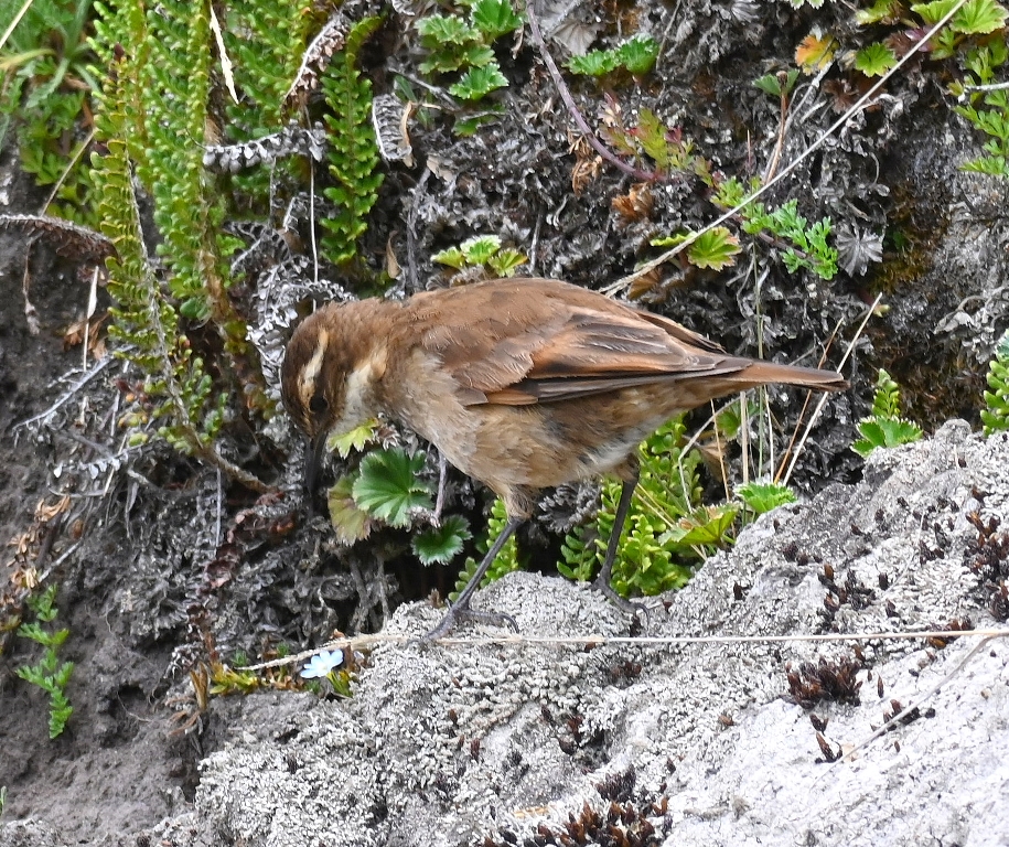 DSC_6805b.jpg