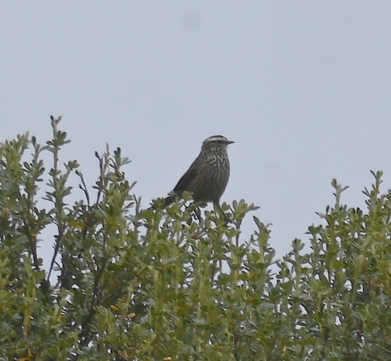 DSC_6807b.jpg