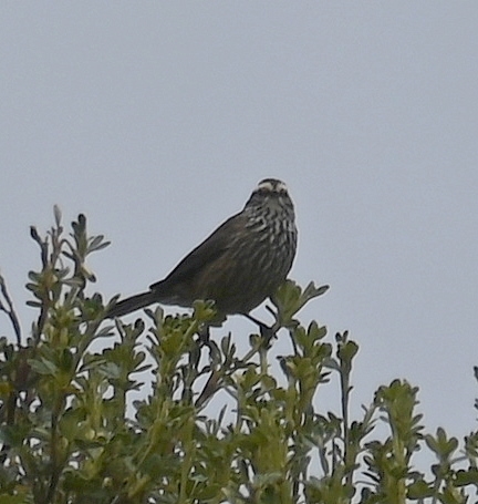 DSC_6808b.jpg
