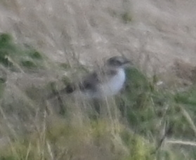 Could it be the Plain-capped Ground-Tyrant?
