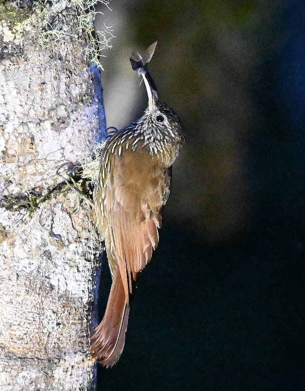DSC_6955b.jpg