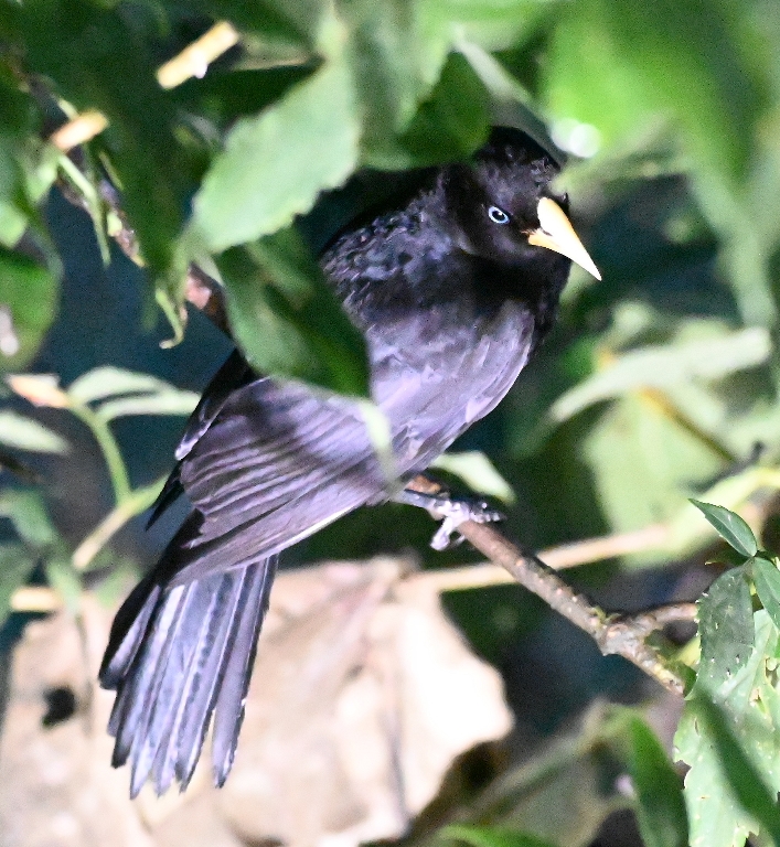 DSC_6963b.jpg