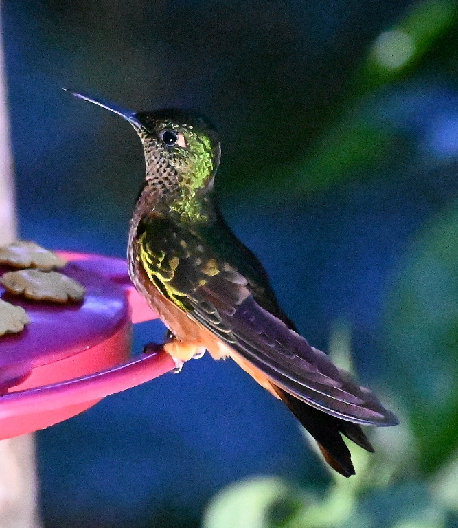 DSC_6969b.jpg