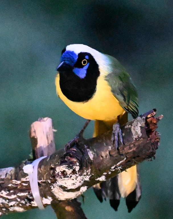 DSC_6979b.jpg