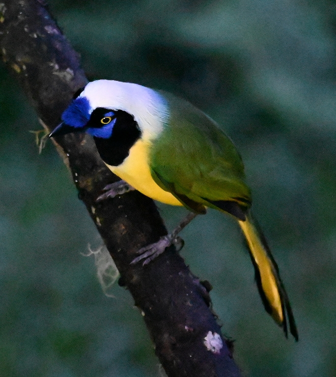 DSC_6980b.jpg