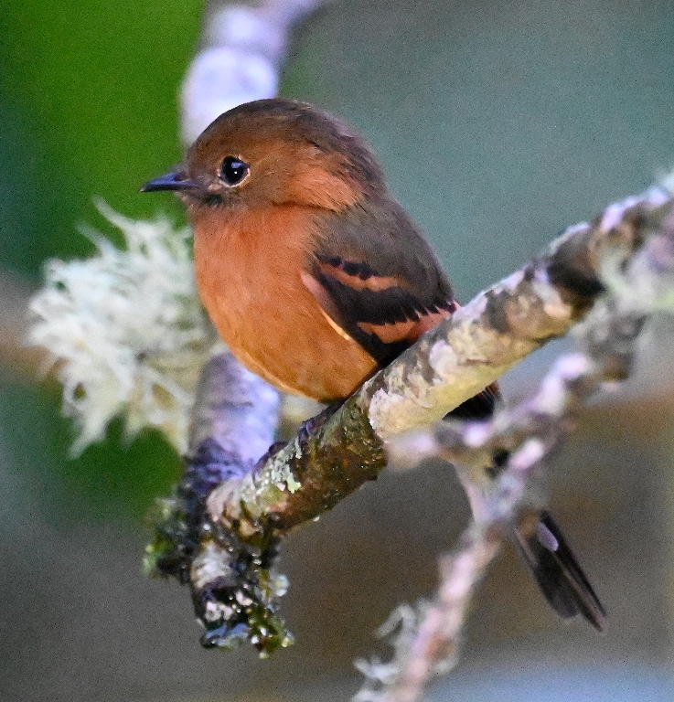 DSC_6997b.jpg