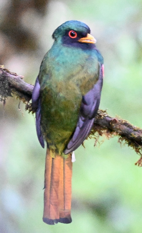 DSC_7010b.jpg