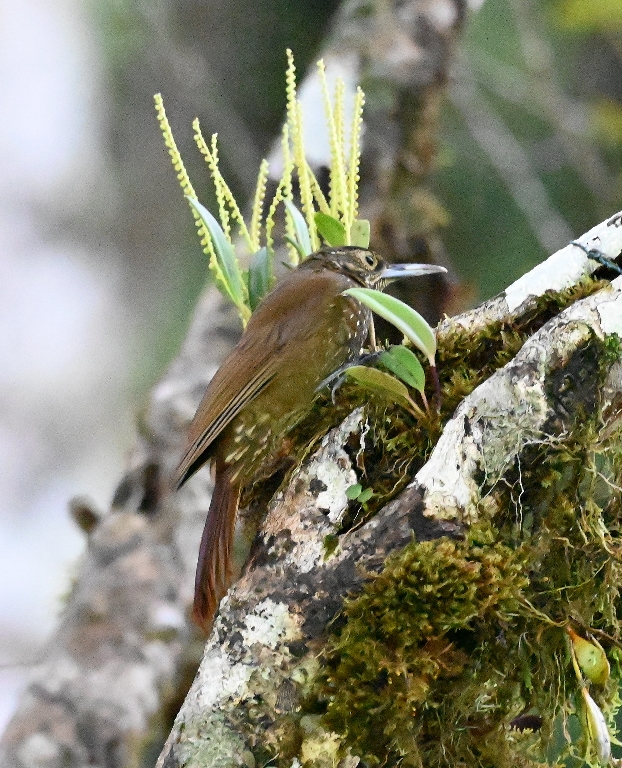 DSC_7025b.jpg
