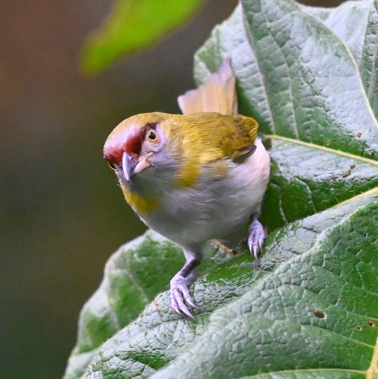 DSC_7104b.jpg