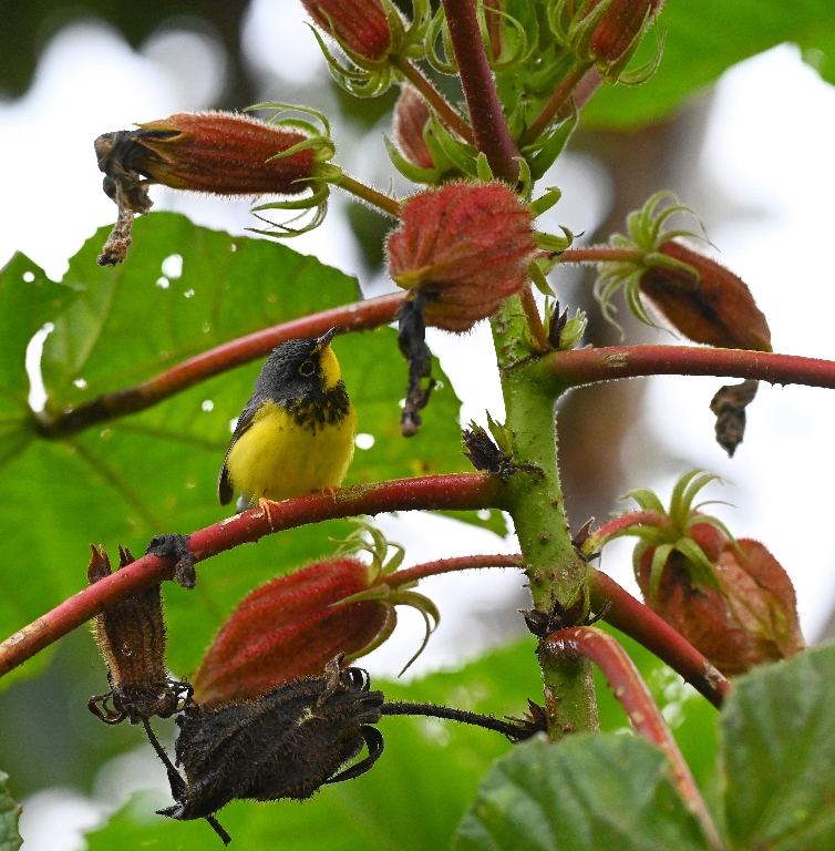 DSC_7124b.jpg