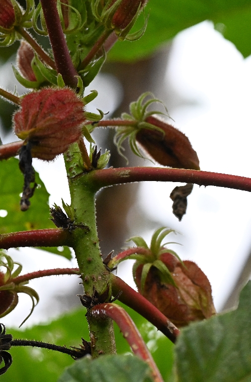 DSC_7124bbb.jpg