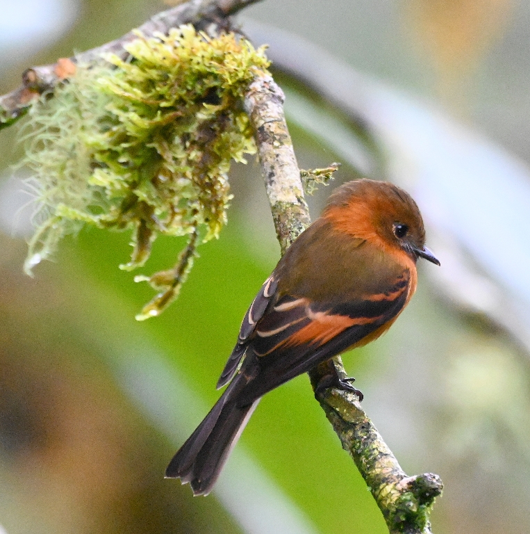 DSC_7172b.jpg