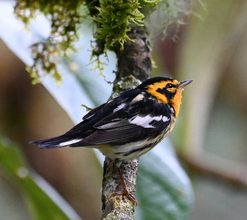 DSC_7175b.jpg