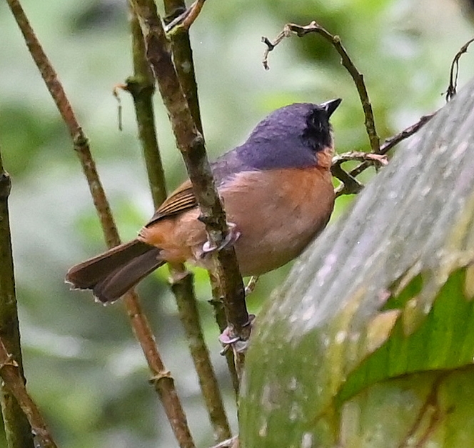 DSC_7199b.jpg