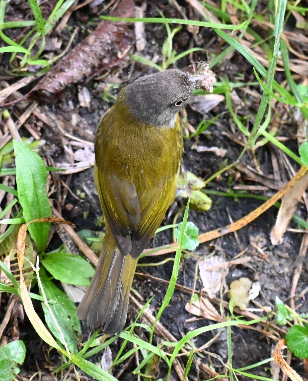 DSC_7264b.jpg