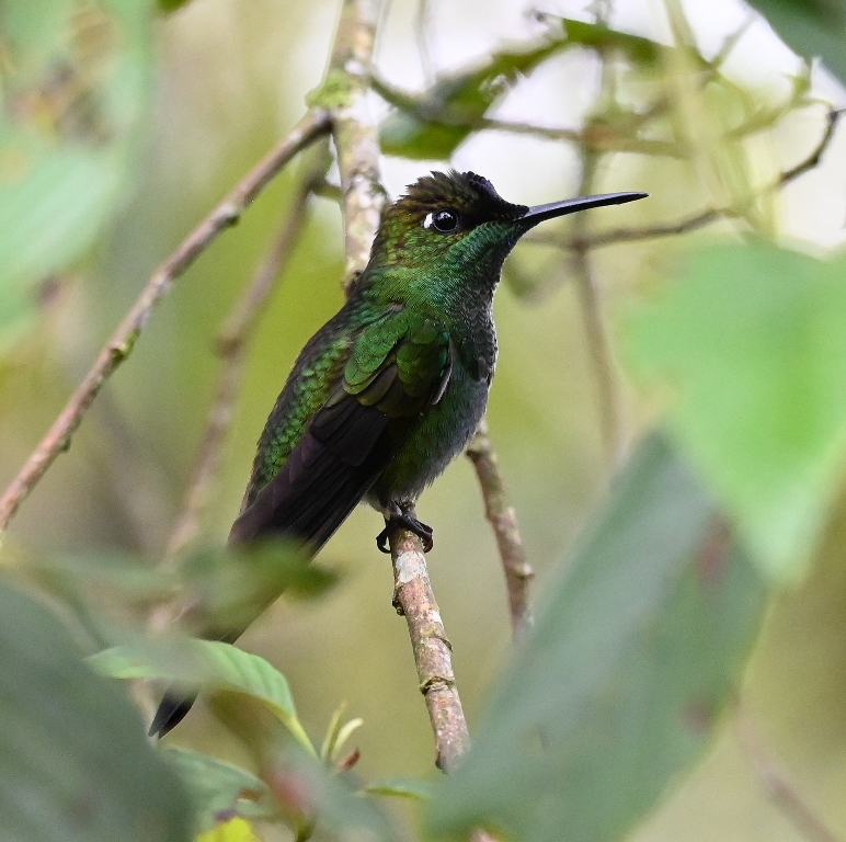DSC_7277b.jpg