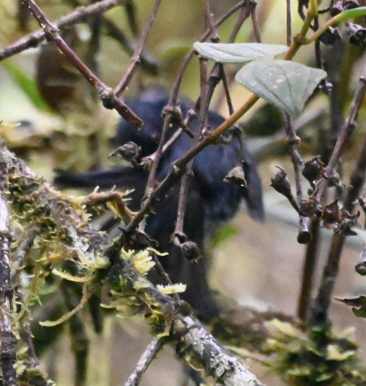 DSC_7383b.jpg