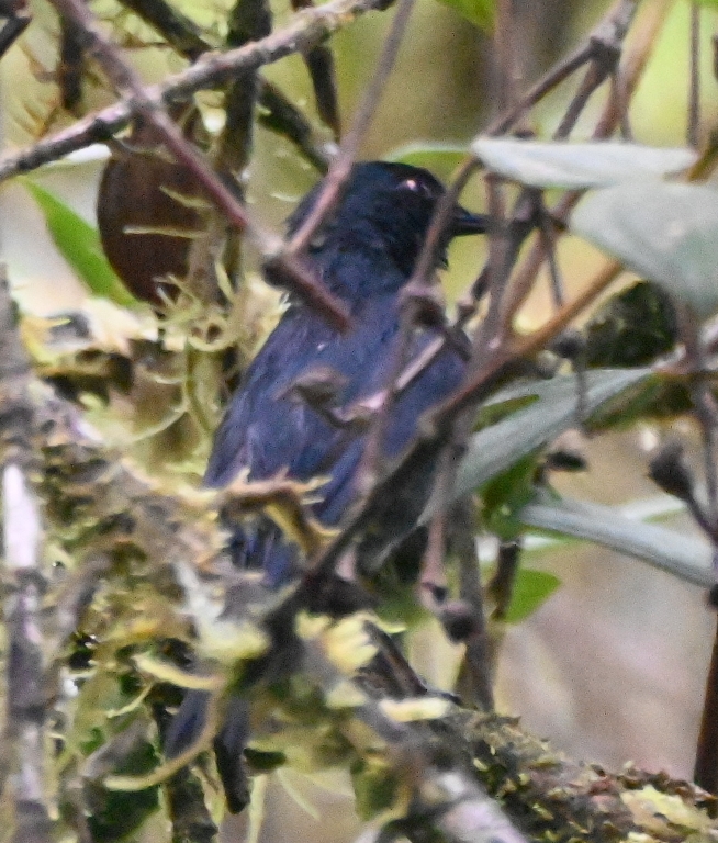 DSC_7390b.jpg