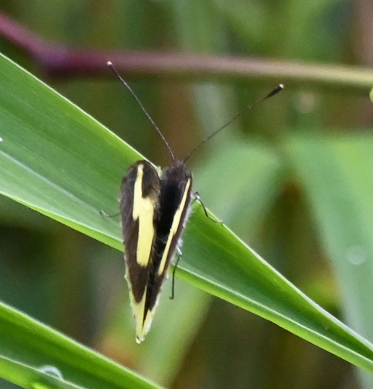 DSC_7407b.jpg