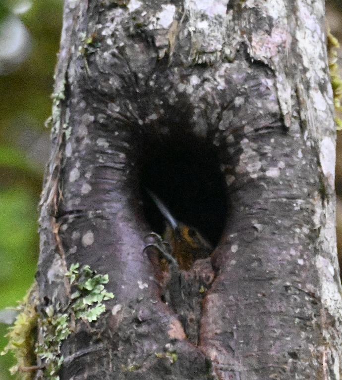 DSC_7413b.jpg
