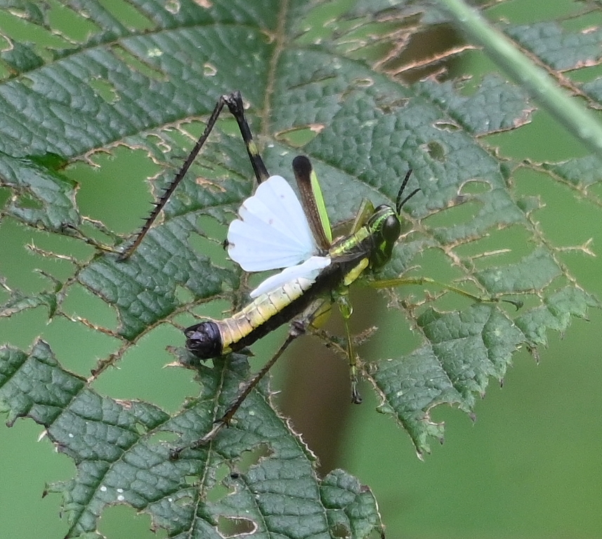 DSC_7416b.jpg