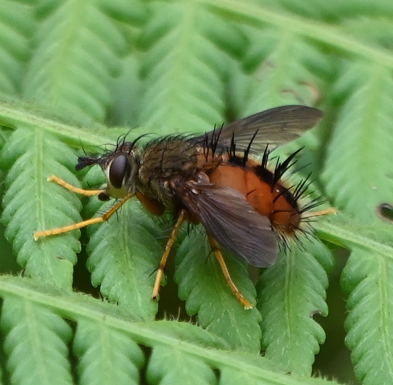 DSC_7430b.jpg