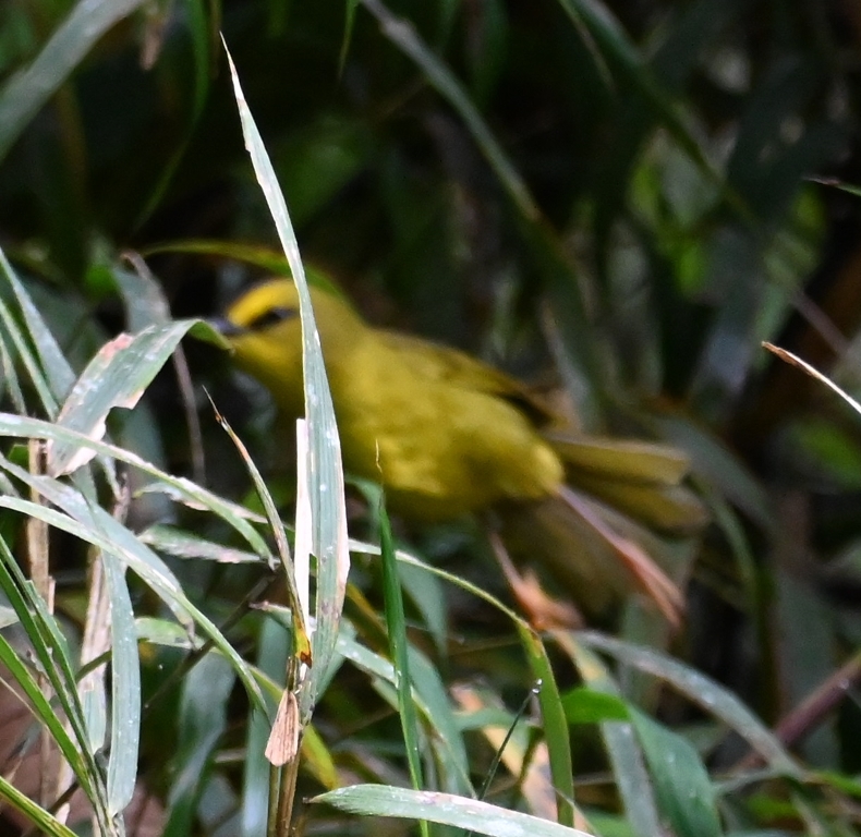 DSC_7444b.jpg