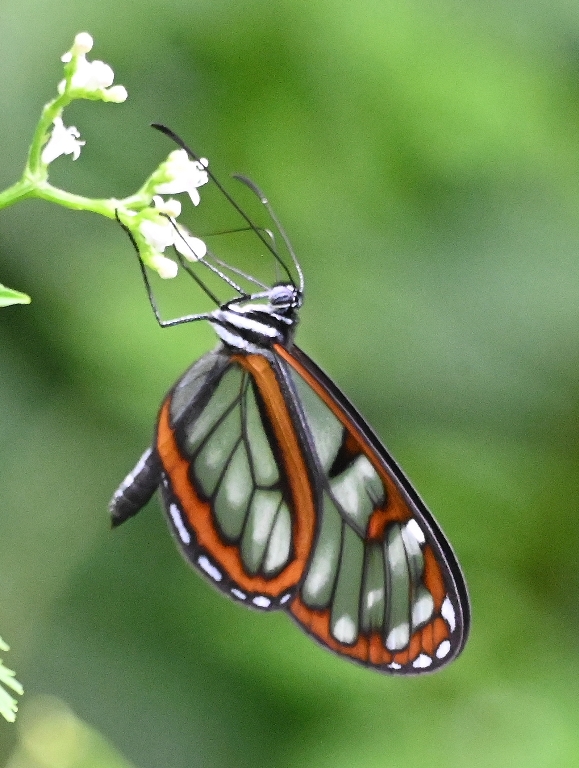 DSC_7470b.jpg
