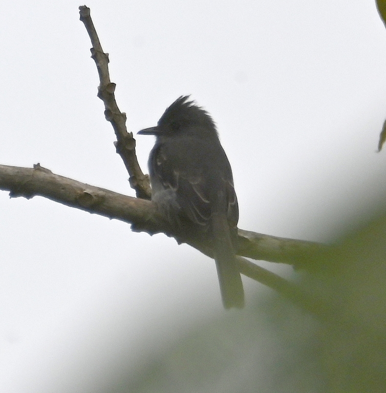 DSC_7478b.jpg