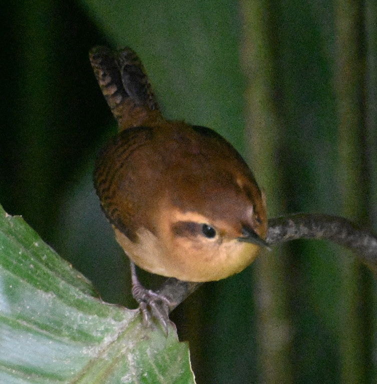DSC_7486b.jpg
