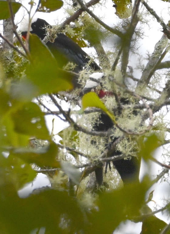 DSC_7507b.jpg