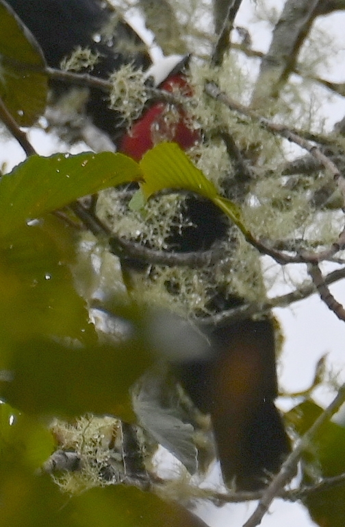 DSC_7511b.jpg
