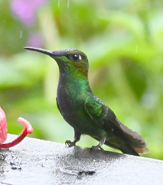 DSC_7616b.jpg
