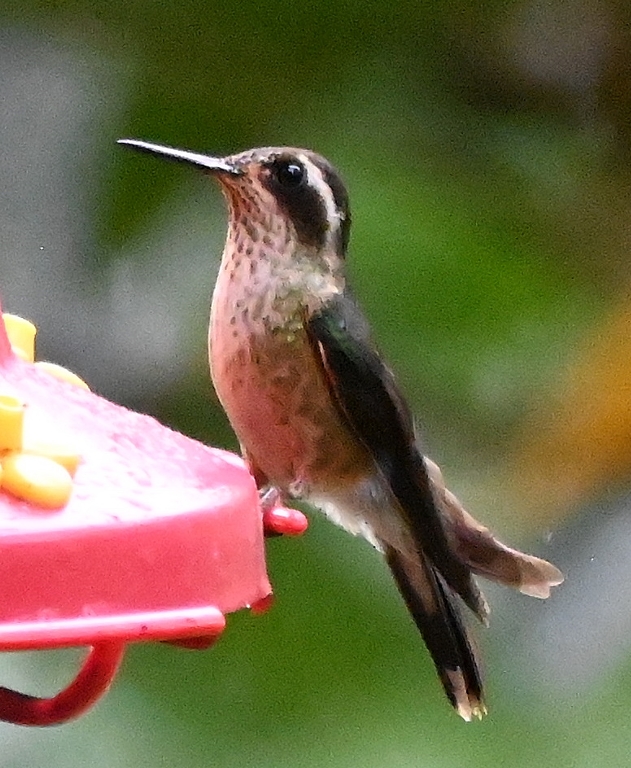 DSC_7622b.jpg