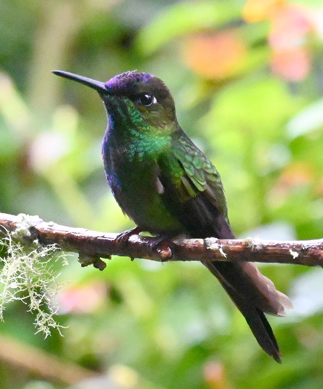 DSC_7684b.jpg